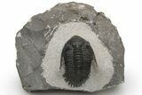 Kayserops Trilobite Fossil - Morocco #229744-2